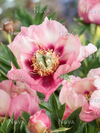 Пион ито-гибрид Олд Роуз Денди